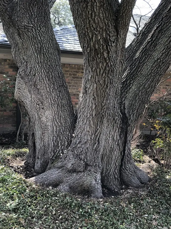 Mature heritage tree close to a Chelsea property cared for by certified arborists